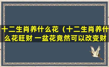 十二生肖养什么花（十二生肖养什么花旺财 一盆花竟然可以改变财运风水）